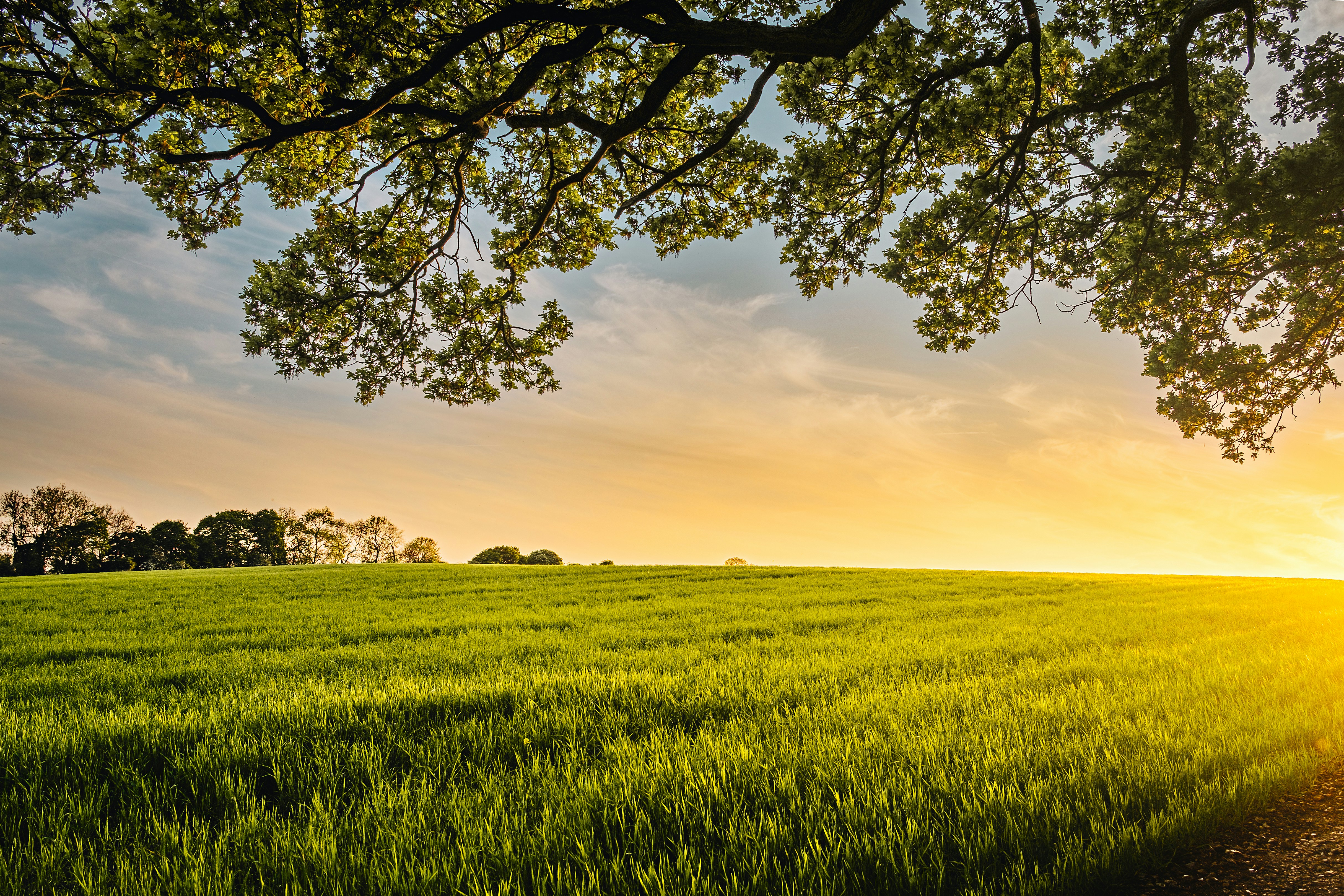 Open green field under a broad tree canopy at sunset