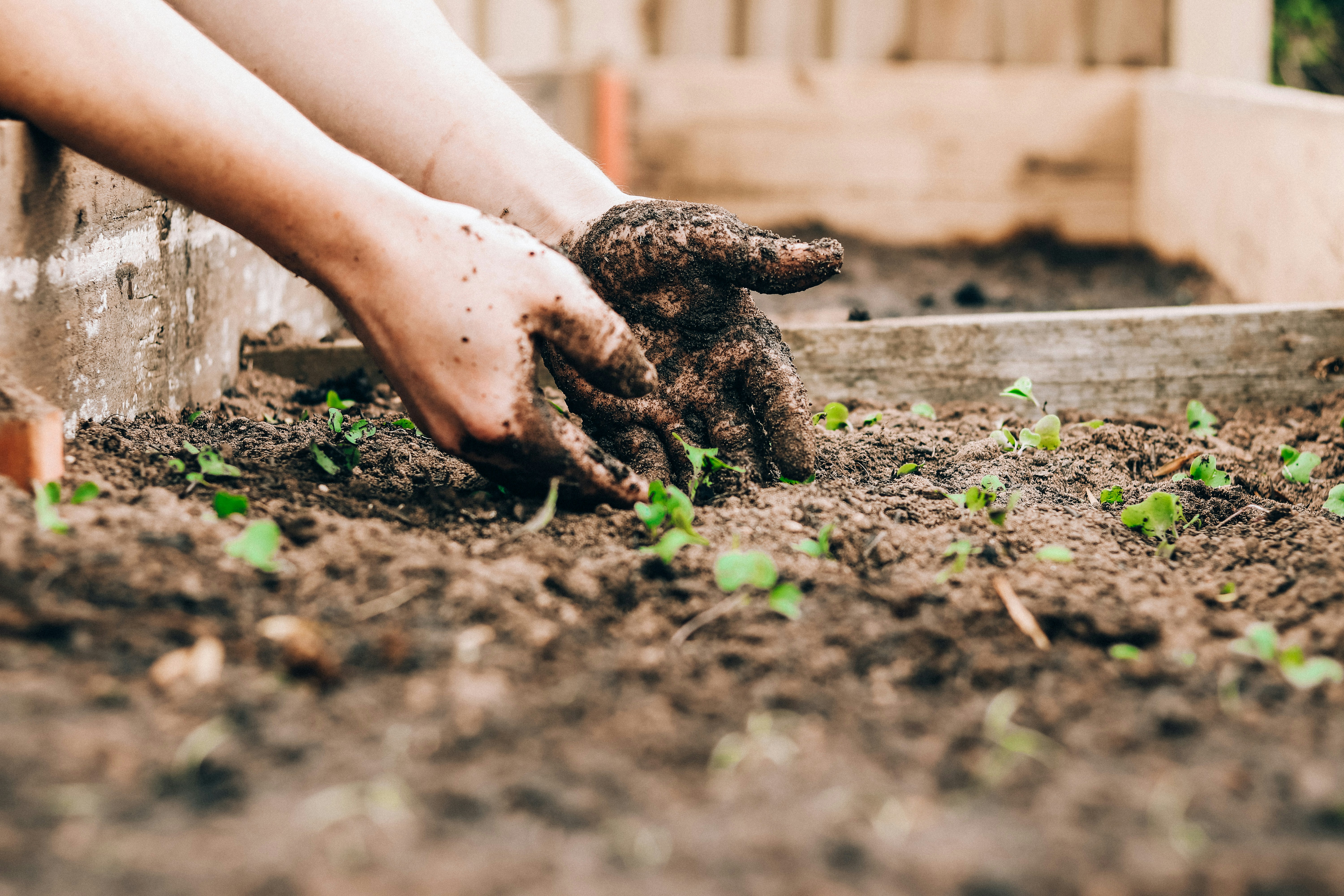 Hands planting small seedlings directly into soil