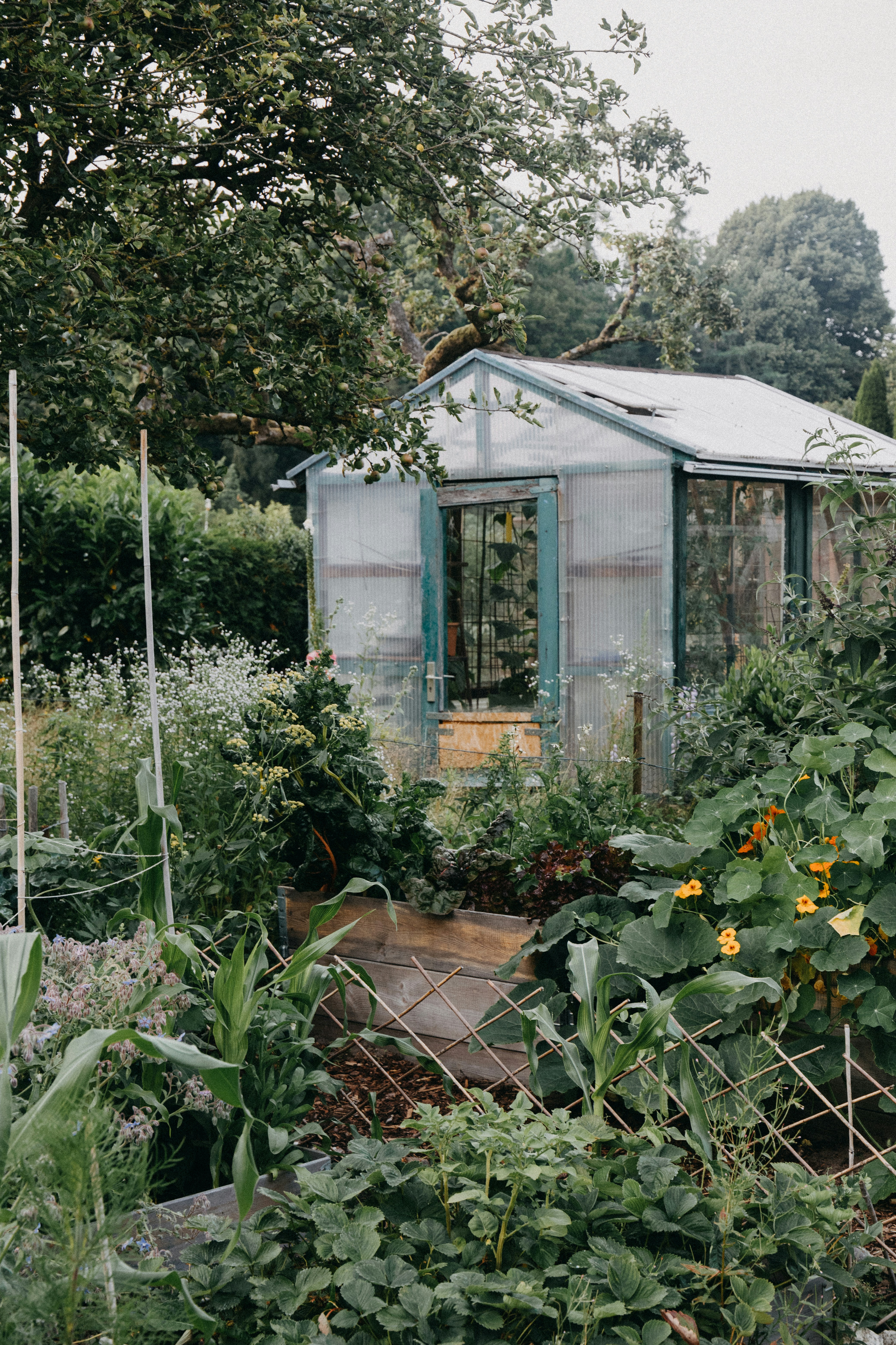A productive garden surrounding a small greenhouse